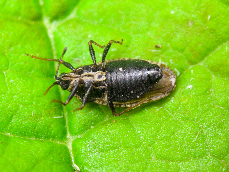 Dictyla lupuli (Herrich-Schäffer, 1837)